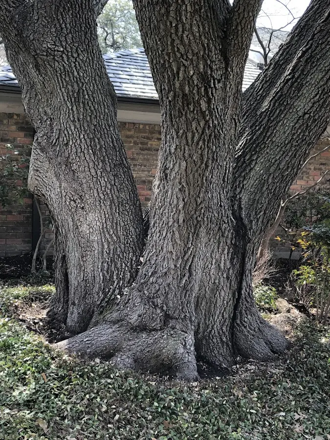 Mature heritage tree close to a Satsop property cared for by certified arborists
